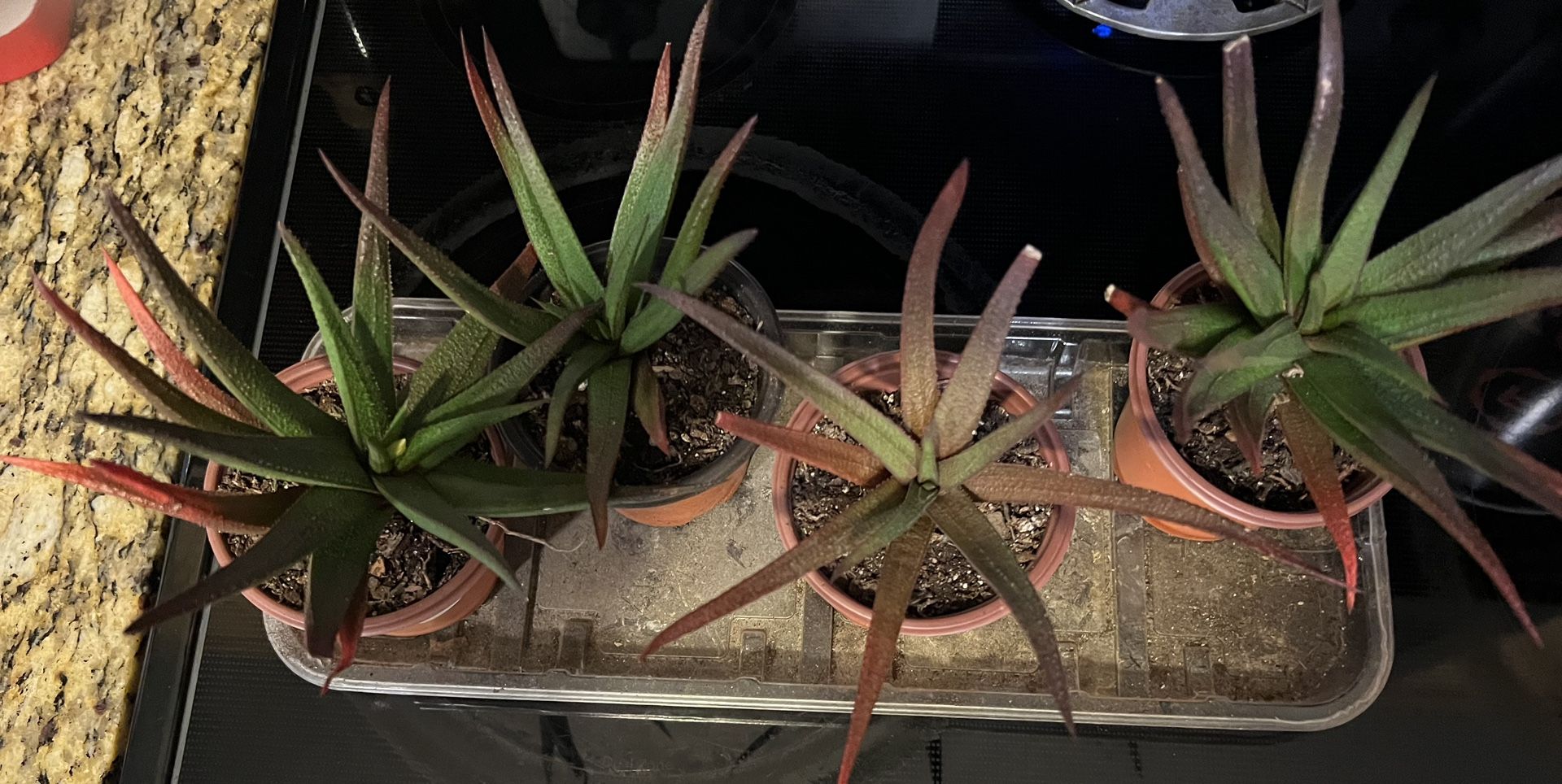 Haworthia Succulent Plants W/lots Of Red In It Great For Terrariums (pls Read Description Below)