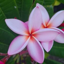 Plumeria branches
