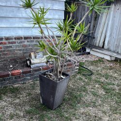 Free House Plant