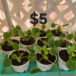 Chinese Money Plants