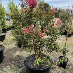 Pink Multi-Trunk Crape Myrtle Trees in 25-Gallon Pots