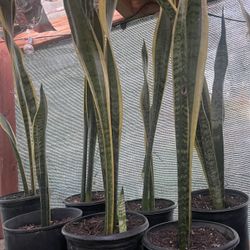 HERMOSAS PLANTAS NATURALES “LENGUAS DE SUEGRAS OR SNAKE PLANT 