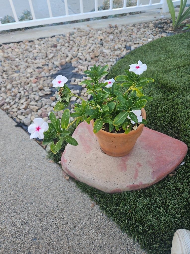 Annual Vinca In Ceramic Brown Vase