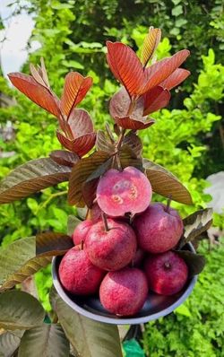 Grafted dwarf red Malaysian guava tree😃🌿🌿🌿