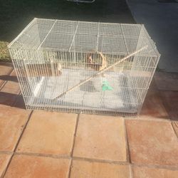 Bird Cage