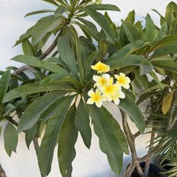 Plumeria 