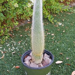 Living Plant 🌱 20"H Cleistocactus 'Red Flowers' ::: 7"H Pot ::: Outdoor