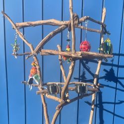 African Grey / Amazon Parrot Perch Tree - Great Socializer For Your Fav Grey Or Amazon !! 