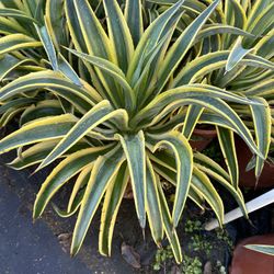 Succulents Agaves