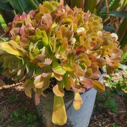 Suculent Plant 