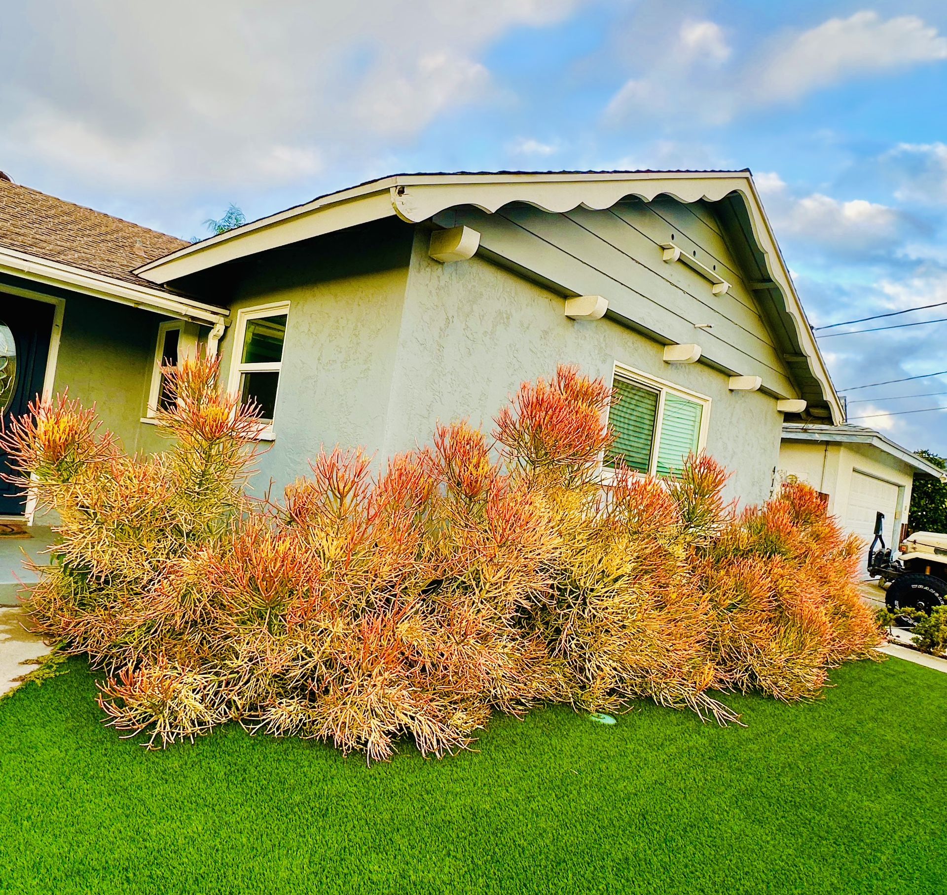 Fire Stick Pencil Stick Plant Succulent
