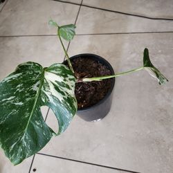 MONSTERA ALBO