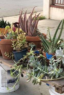 Succulents