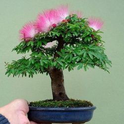 Calliandra schultzei - Calliandra riparia - Rose cascade - Pink Powder Puff - 1ft live plant shipped from Florida - bonsai material