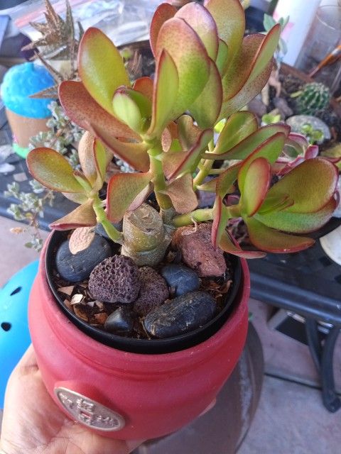 Plant 