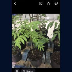 Sweet Star Fruit Averrhoa Carambola Plant Tree Fully Grown