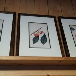 Four Antique Chromolithograph Plates William Sharp Fruits Of America Original Framed 