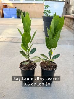HERBS🌿 BAY LAUREL/ BAY LEAVES 月桂树/香叶 starter plant