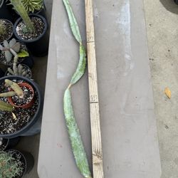 “ CEBRA “ dragon fruit cuttings $15 each #CDFC01