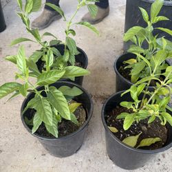 Muicle Plans $10 Each Price Firm 