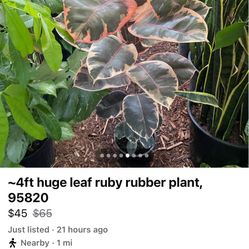 ~4ft huge leaf ruby rubber plant, 95820