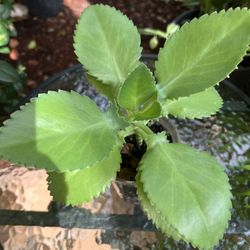 Kalanchoe pinnata - Mother Of Thousands 🪴