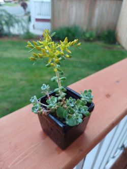 Mini Succulents