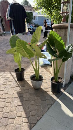 Plant SALE - April 18th 7am-3pm