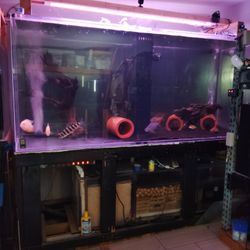 Fish Tank 
