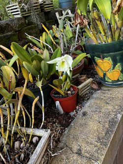 Orchids, Plumerias, Epiphylums, And Others