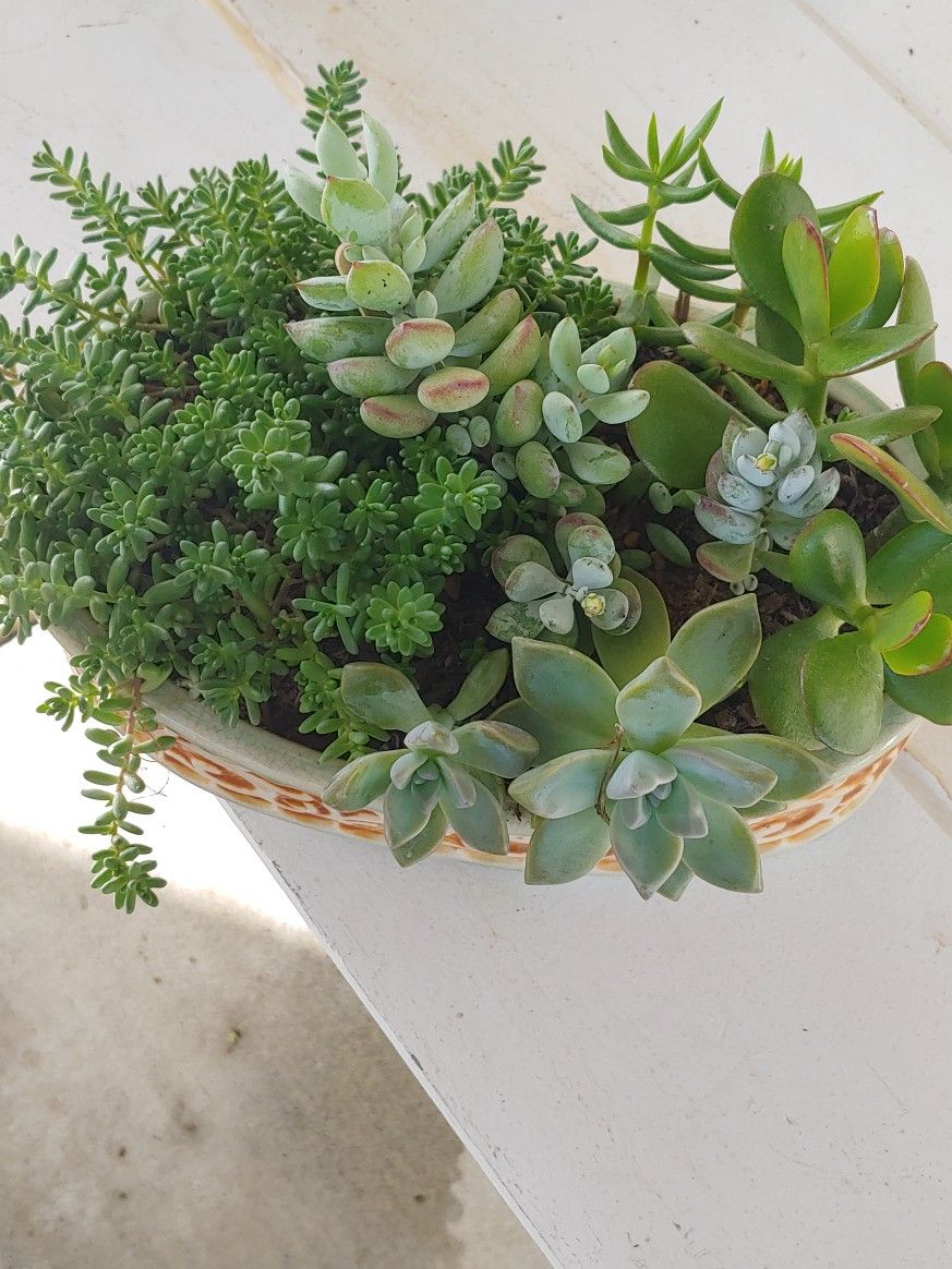 Mix Succulent Plants