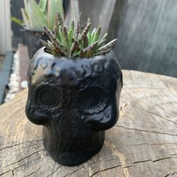 Succulent