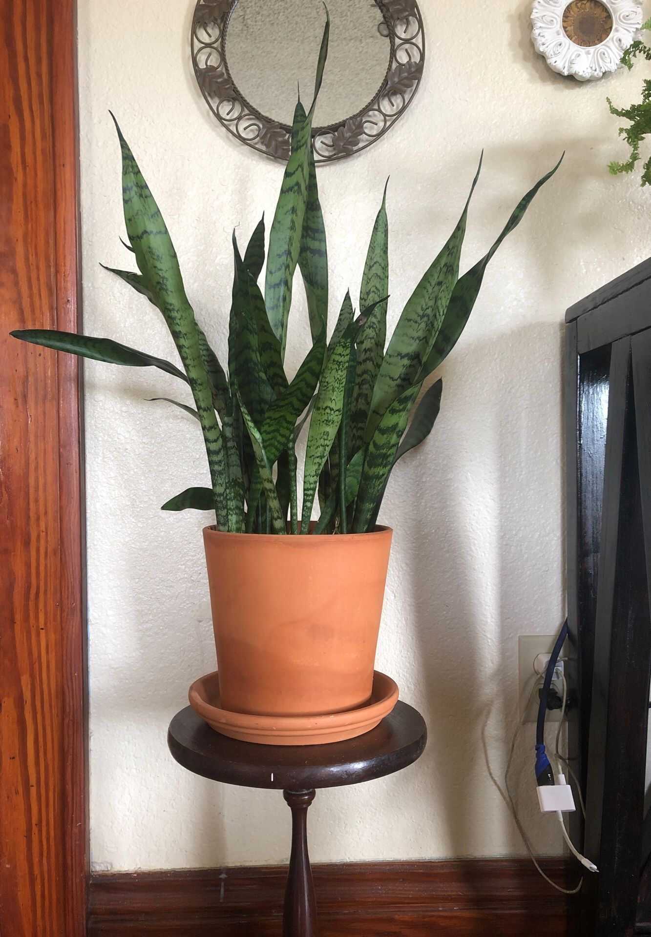 House plant easy care with pot