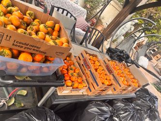 Persimmons