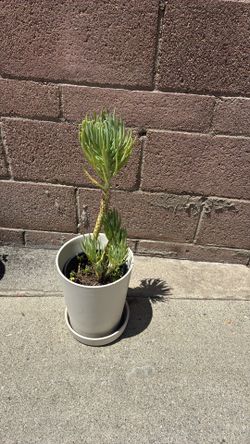 Plant