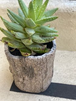 Beautiful Cactus with   Kind a rustic pot  😀 is Small so pretty