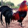 El gallo