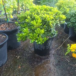 Pittosporum Whelers