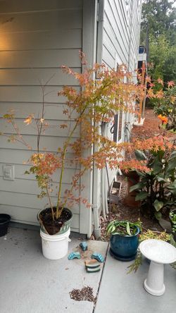 Japanese Maple Tree