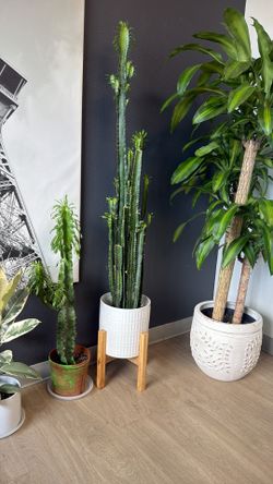 plants for sale