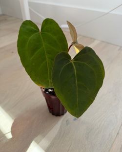 Ace of Spades Anthurium in 4 inch self watering pot