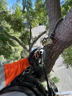 TREE TRIMMIN