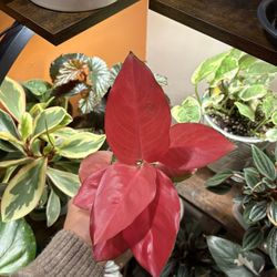 China Red Aglaonema