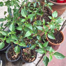 Plantas de chile piquÃn de Alrededor de cuatro a cinco pies de altas $15 cada uno gracias