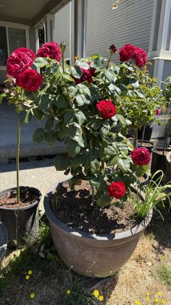 large blooming rose plant : Traviata Rose