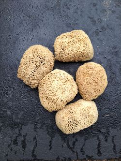 Sea sponges
