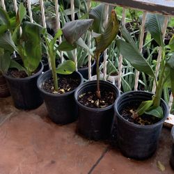 Four Cana Lilies Plants