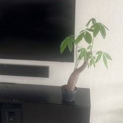 Money Tree Live Plant Available 