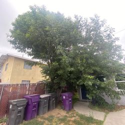 Trees Tree Tree Trees