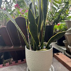 Snake Plant In Ceramic Pot 